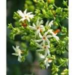 night-jasmine-flower
