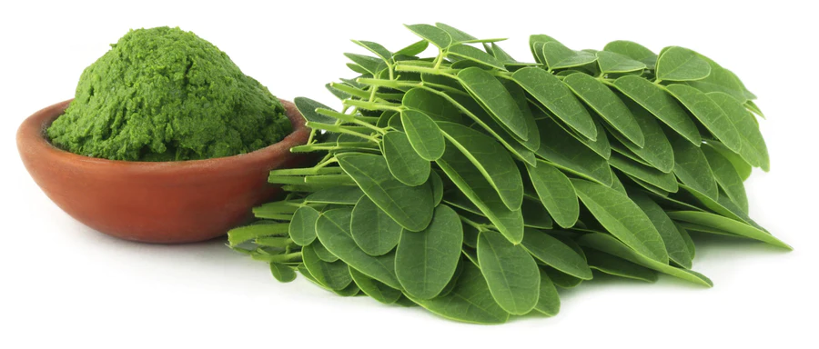 moringa-leaves-powder