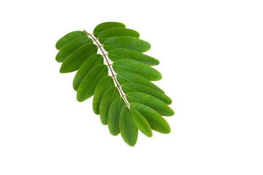 senna-leaves