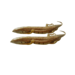 Sand Lizard