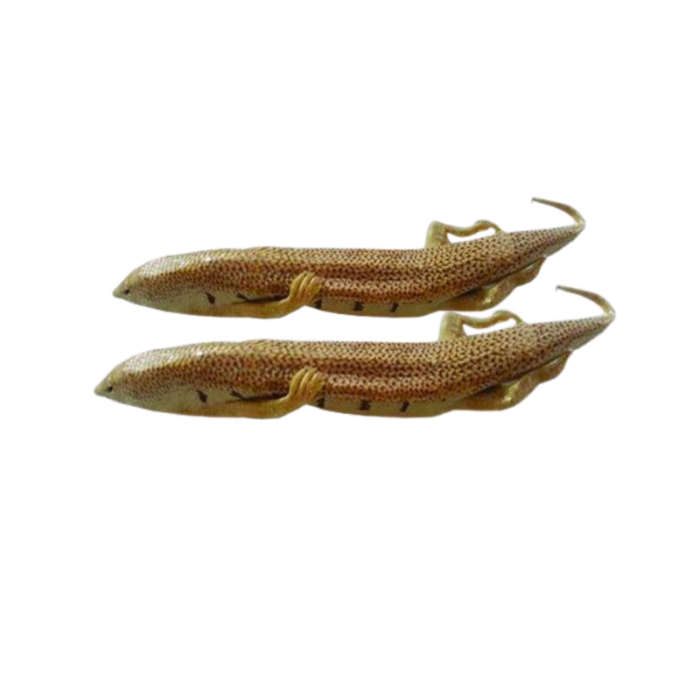 Raig mahi -Sand Lizard