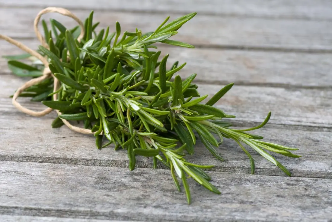 Rosemary in Urdu (روزمیری): Benefits, Uses, Side Effects