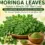 Moringa Leaves