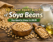 soya beans