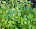 Thyme Leaves in Urdu