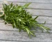 Rosemary in Urdu (روزمیری): Benefits, Uses, Side Effects